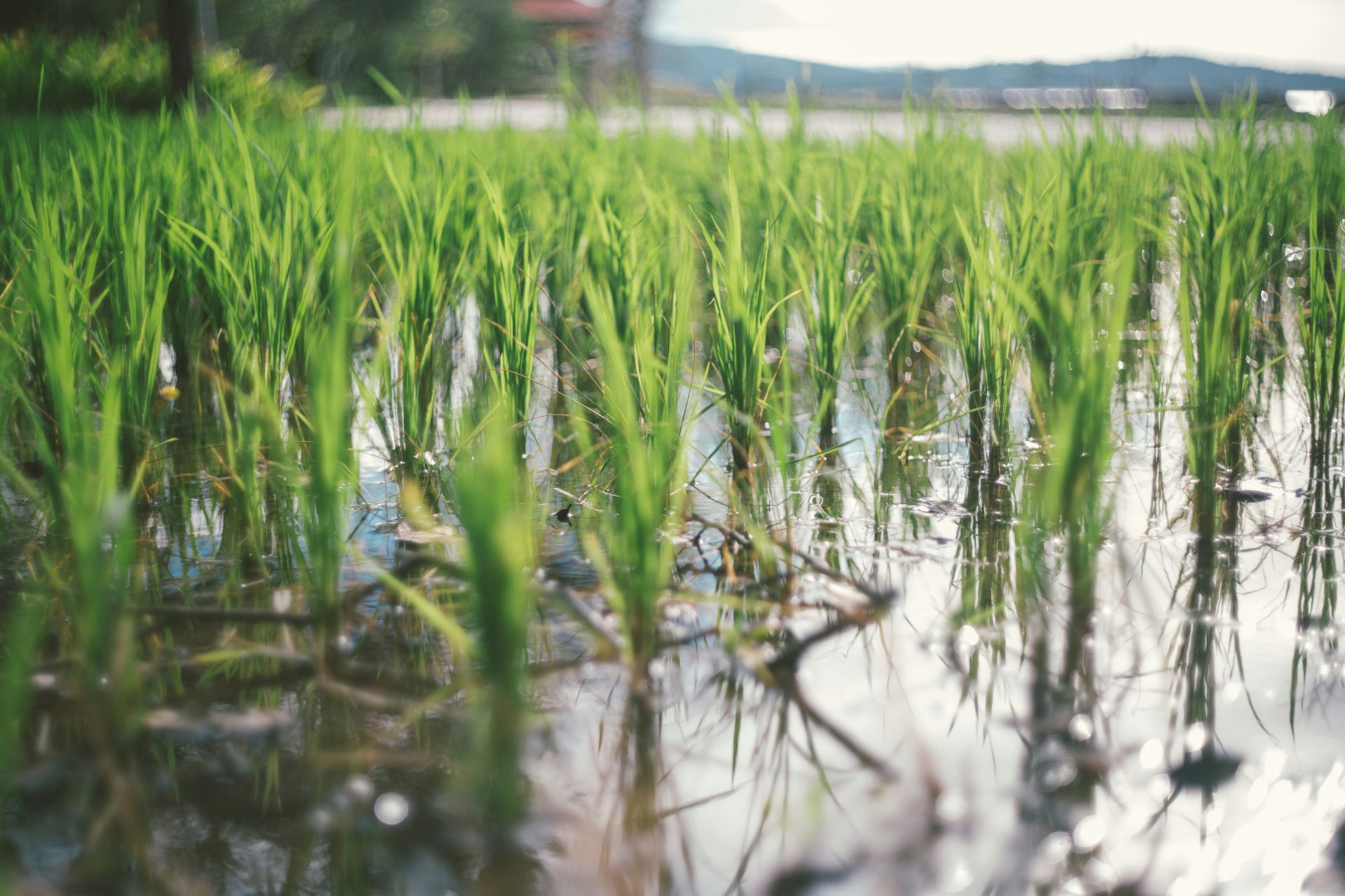 India’s rice export share faces groundwater pressure in key states