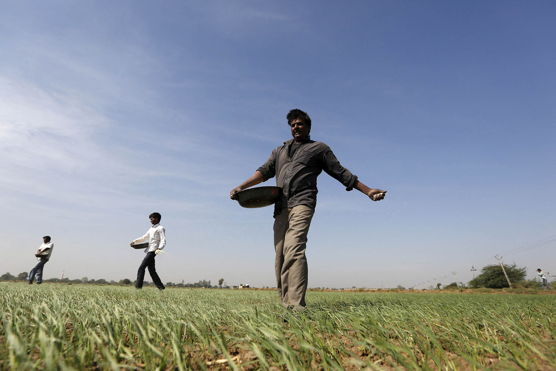 Global fertilizer shock cools as India's urea tender draws low bids